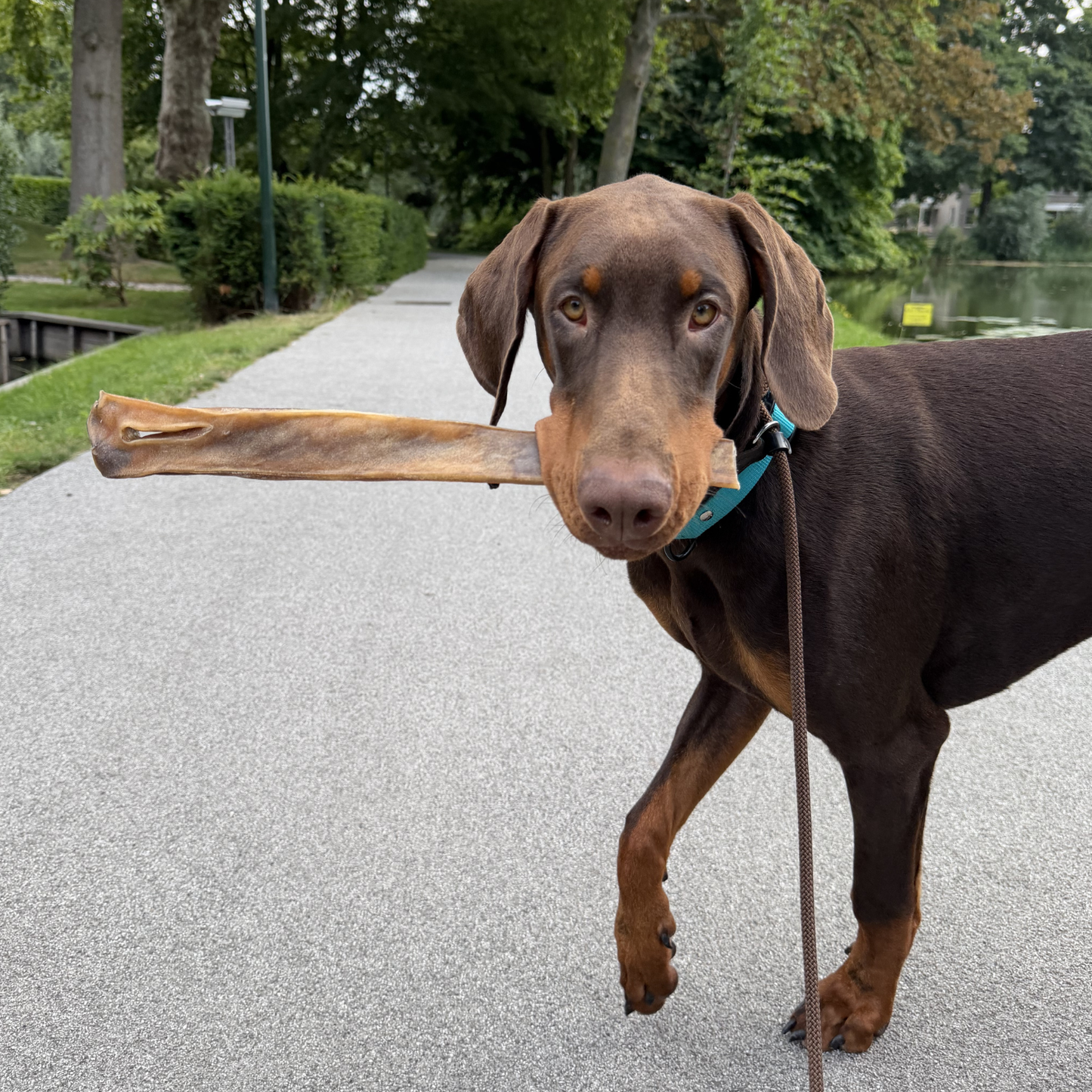 Kamelskopfhaut | 40 cm | pro Stück
