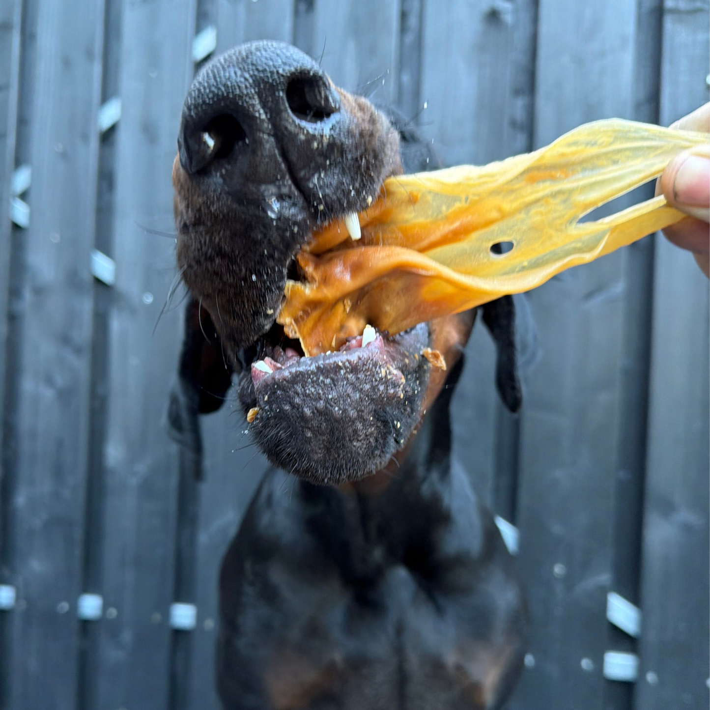 Meerfenchel | pro Stück