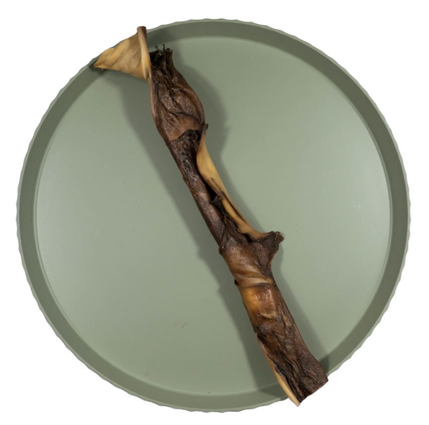 Kamelenkophuid | 40 cm | per stuk