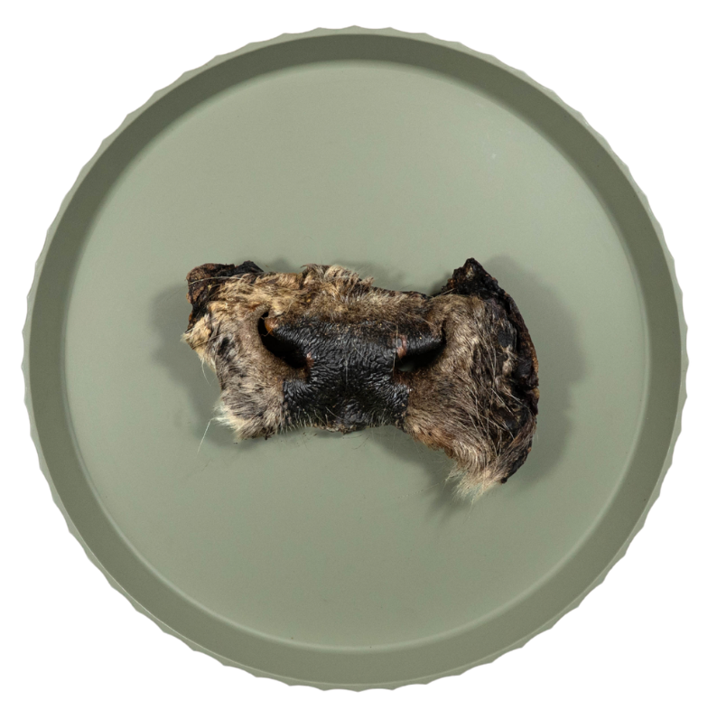 Runderneus met vacht | 15-20 cm | per stuk