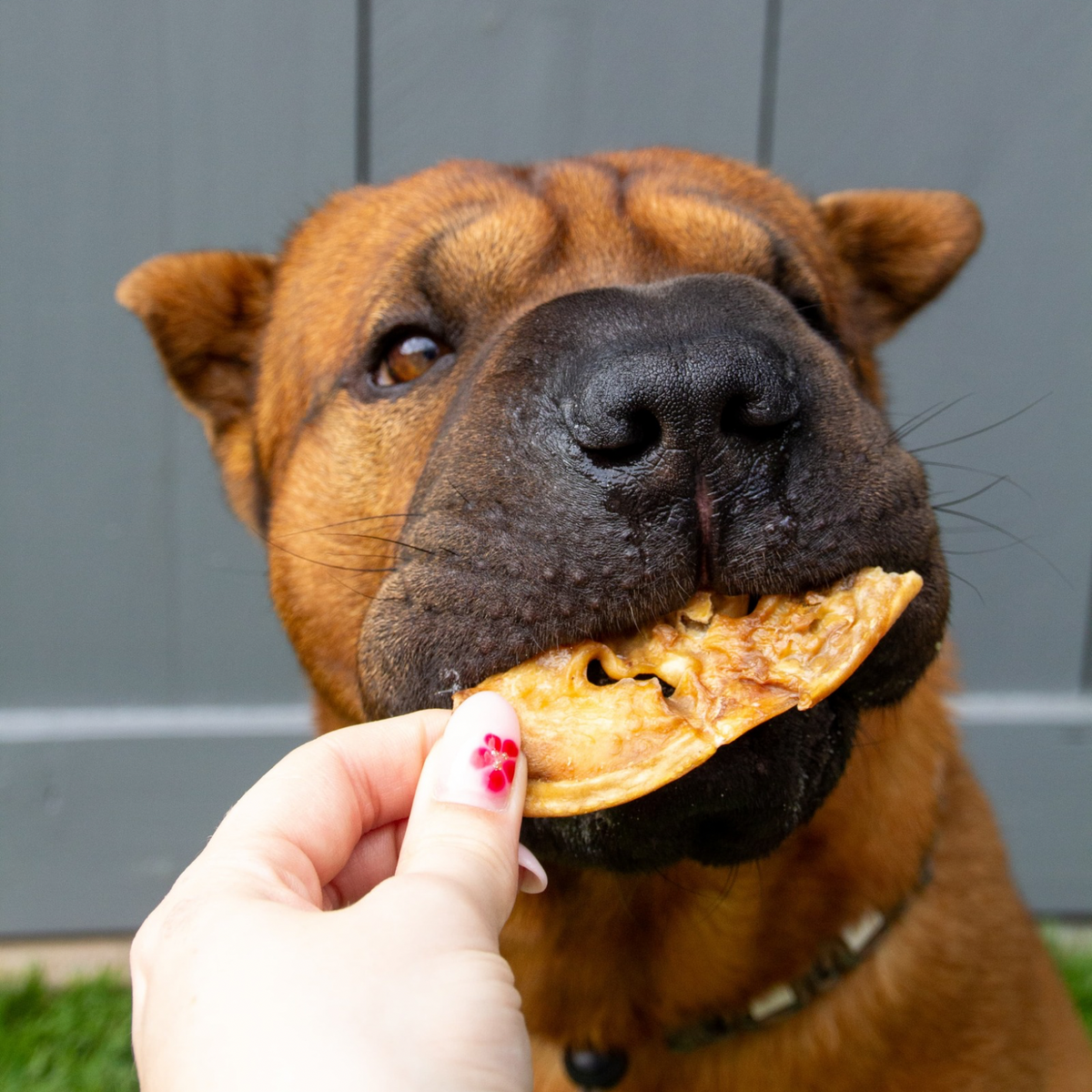 Lamb Snouts | 5 pieces