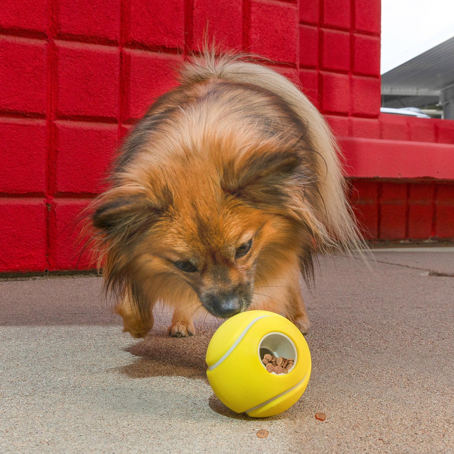 Kong | Rewards Tennisbal