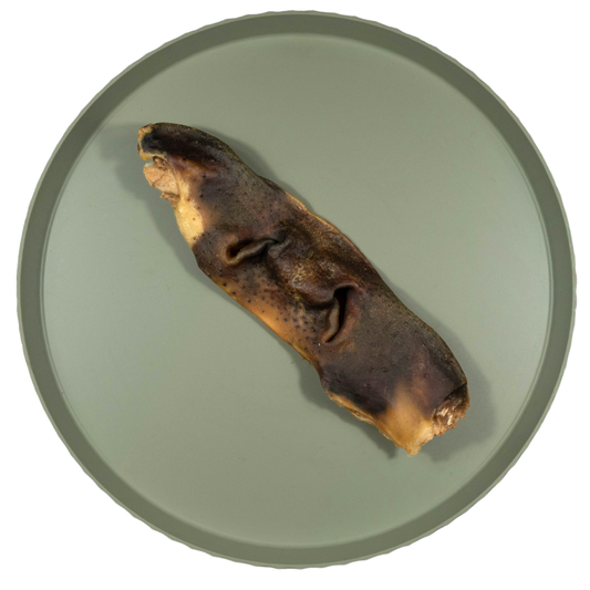 Runderneus | 30 cm | per stuk