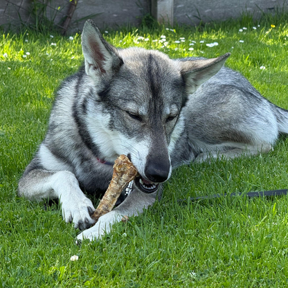 Rinderluftröhren-Kauhknochen | 15 cm