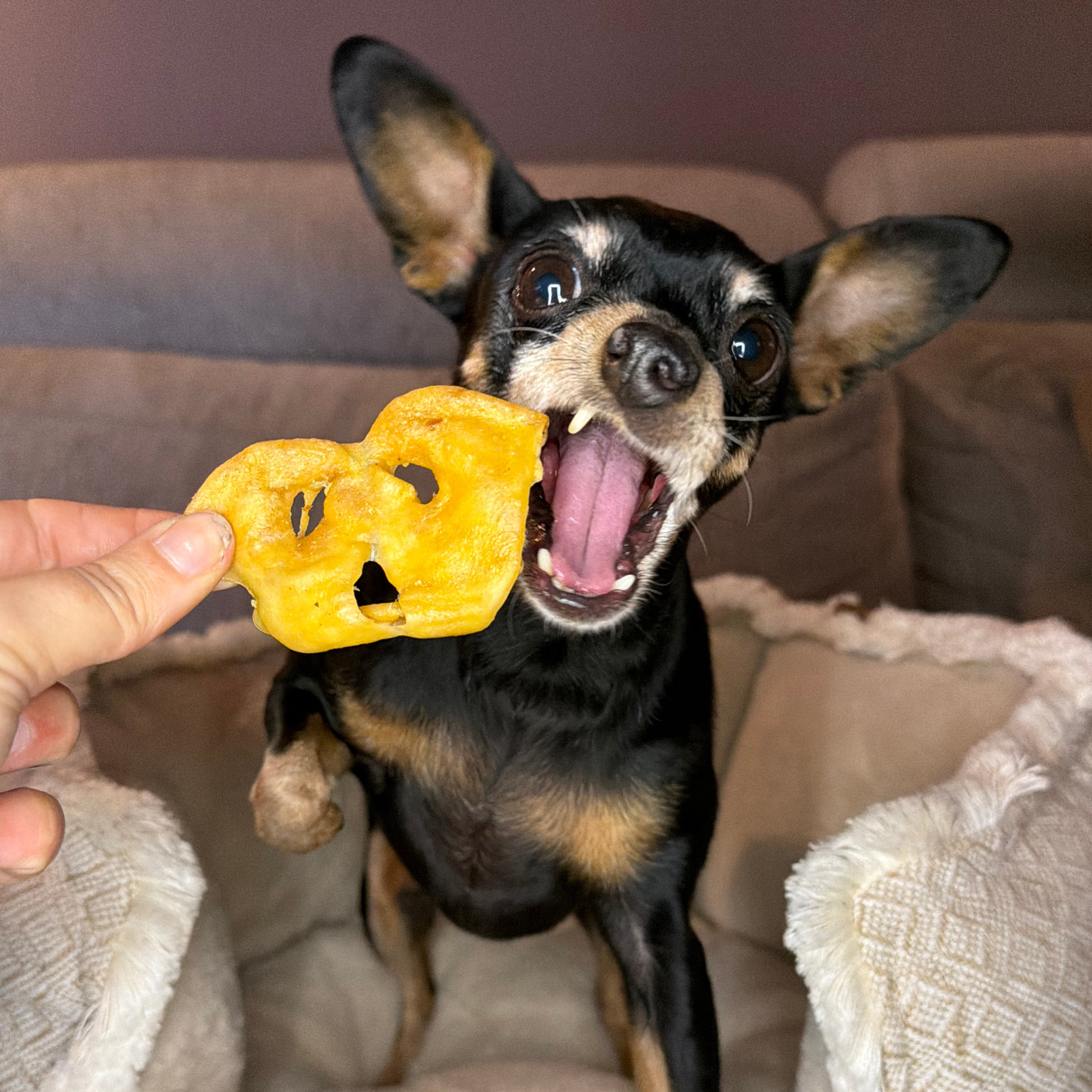 Lamb Snouts | 5 pieces