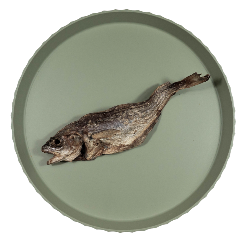 Steenwijting | 25 cm | per stuk